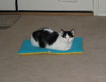 Mama Kitty