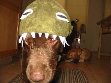Monster
