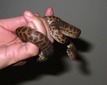 Childrens Python