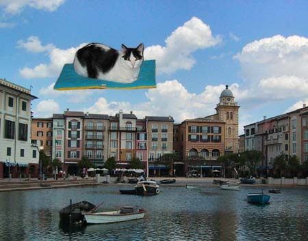 flying kitty