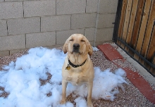 Chew Proof dog bed