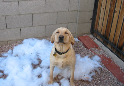 Chew Proof dog bed