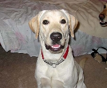 Gus