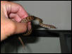 Children's Python