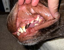 Brittany teeth2