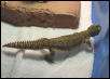 Mali Uromastyx