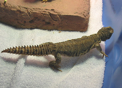 Mali Uromastyx