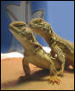 Uro pair