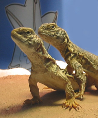 Uro pair