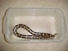 Eryx muelleri (female)