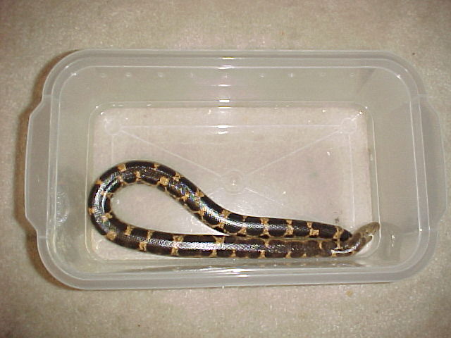 Eryx muelleri (female)