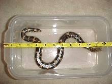 Eryx muelleri (female)