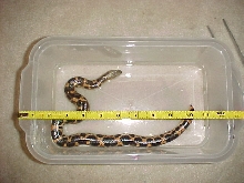 Eryx muelleri (male)