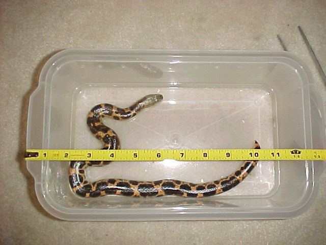 Eryx muelleri (male)