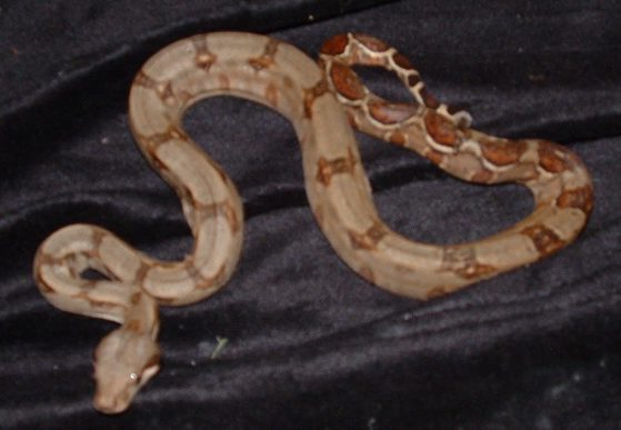 female honduran #1