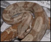 male hog 2