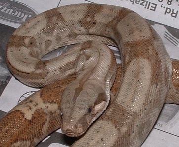 male hog 2