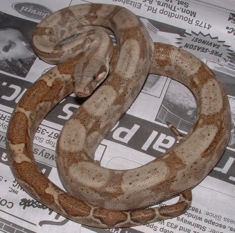 male hog1