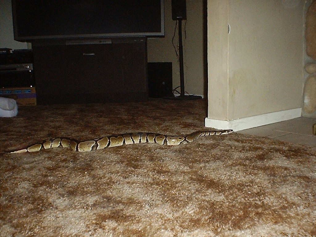Magic takin a stroll