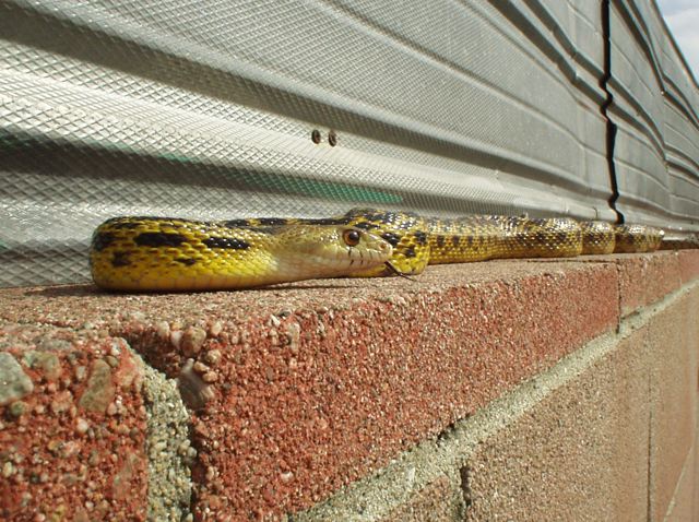5ft Gopher sunbathing