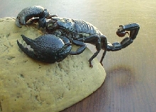 Emperor posing