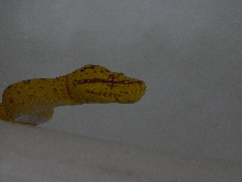 gtp