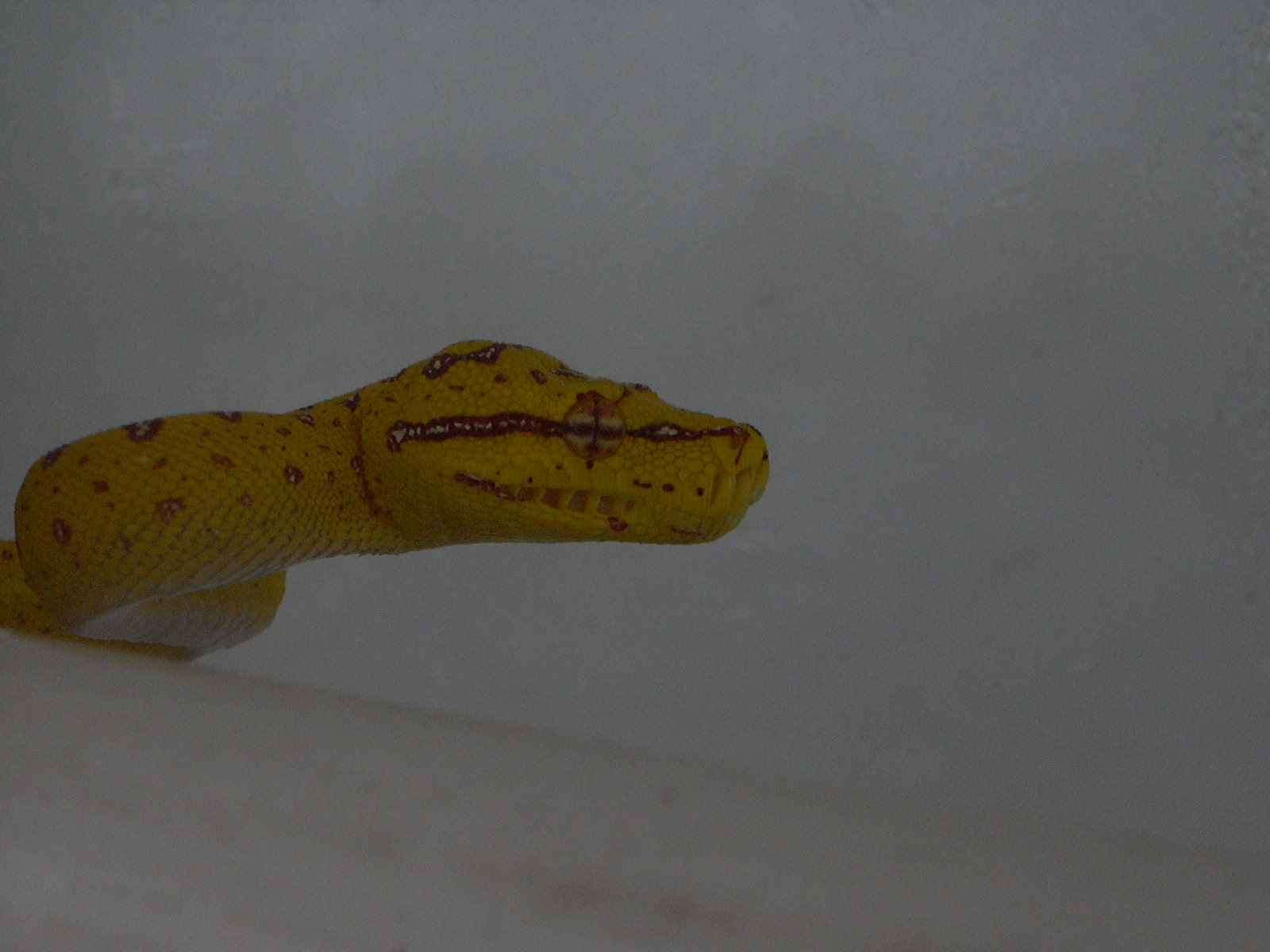 gtp