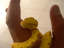 GTP