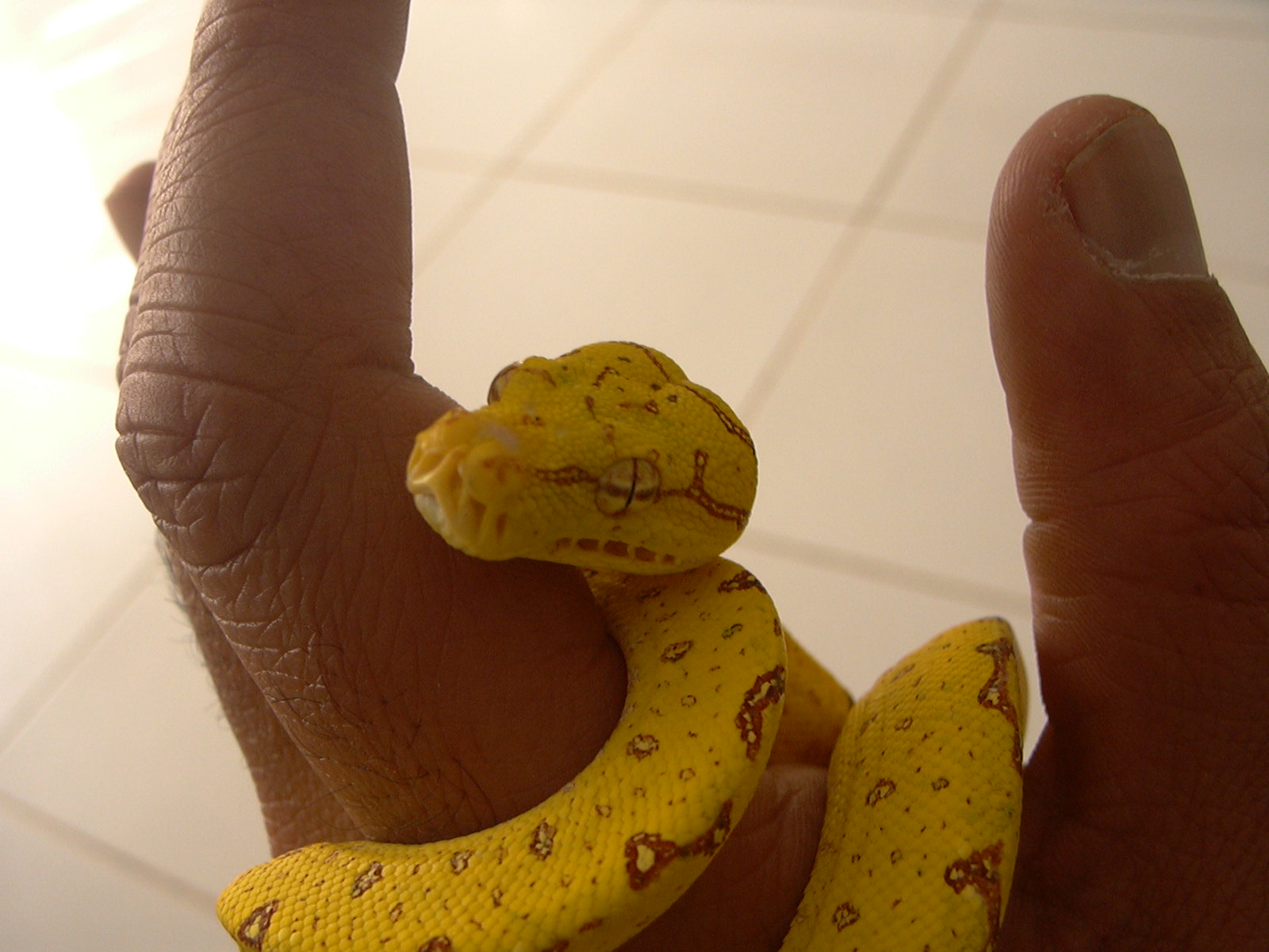 GTP