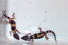 baby leos