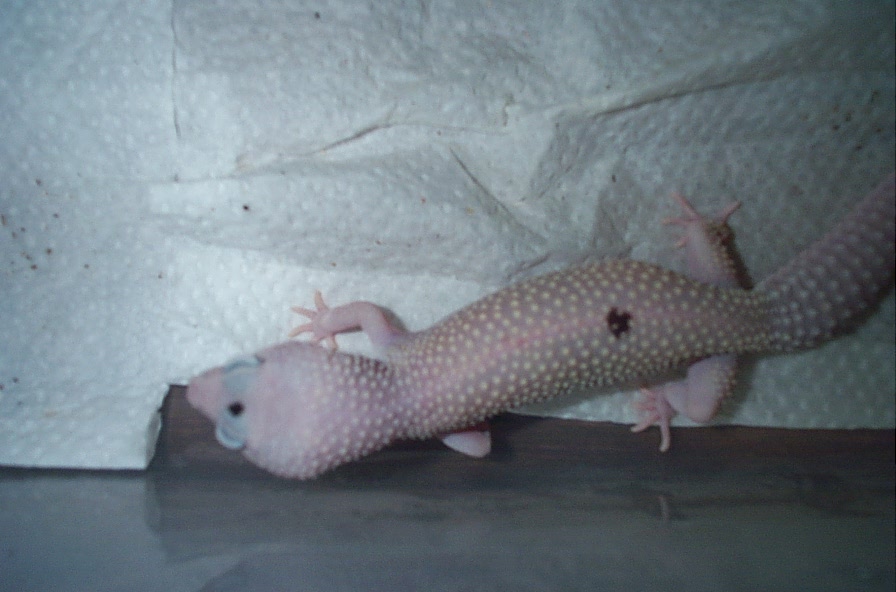 blizzard with spots?