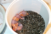 amel striped fat tail