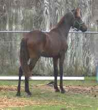 Devante de los Robles