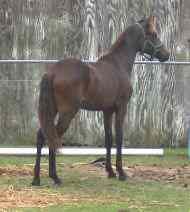 Devante de los Robles