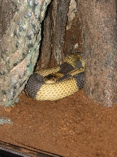 Banded Egyptian