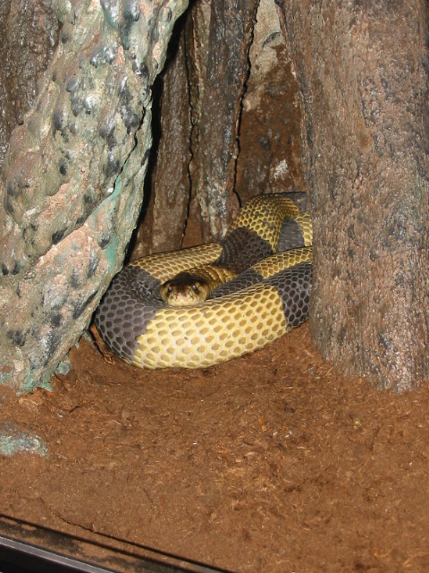 Banded Egyptian
