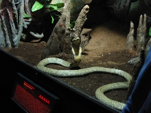 King Cobra (O.hannah)