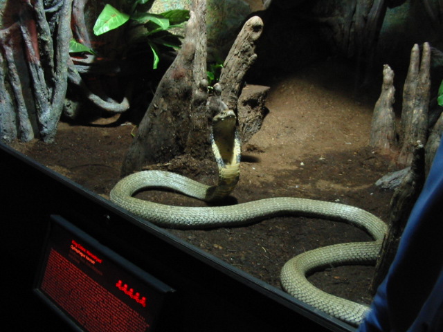 King Cobra (O.hannah)