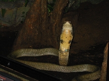 King Cobra (O.hannah)