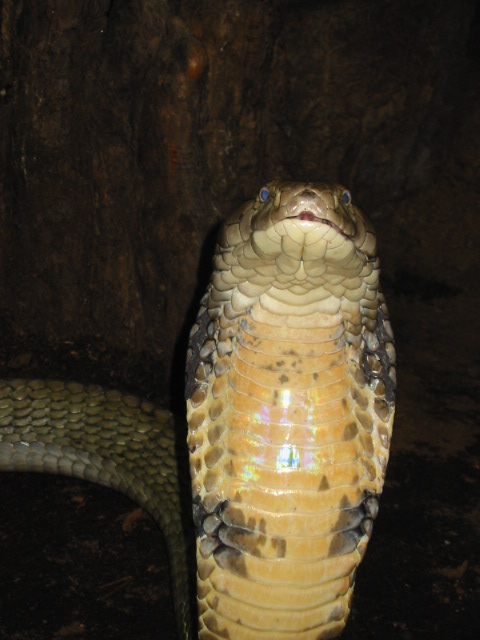 King Cobra (O.hannah)