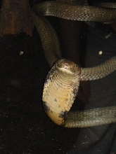 King Cobra (O.hannah)