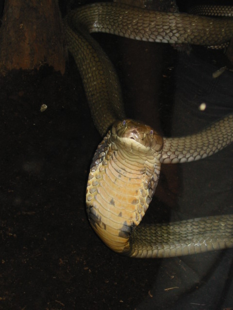 King Cobra (O.hannah)