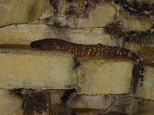 Beaded Lizard