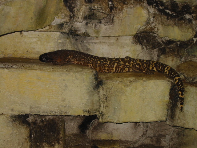 Beaded Lizard