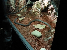 Black Mamba