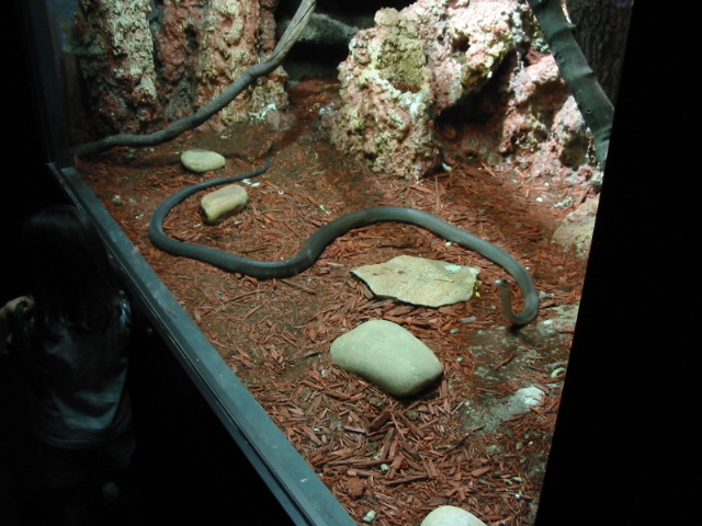 Black Mamba
