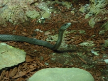Black Mamba