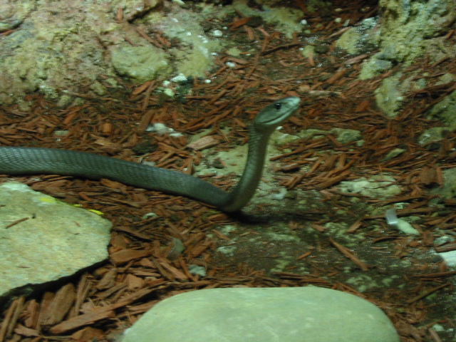 Black Mamba