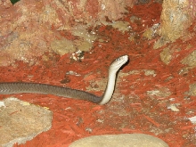 Black Mamba