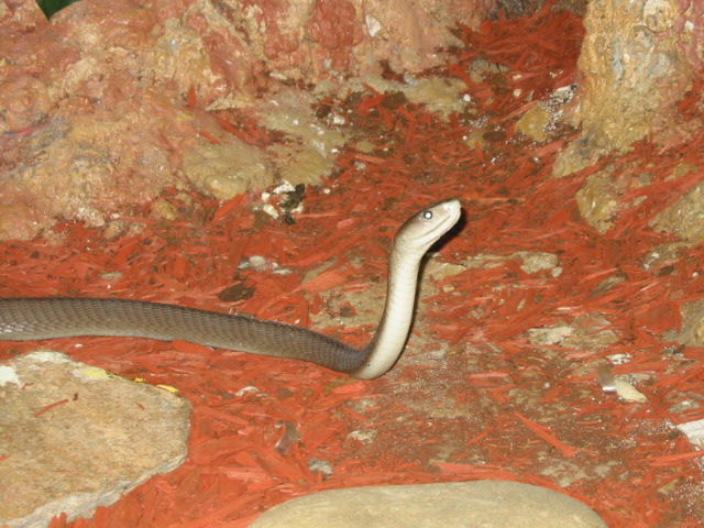 Black Mamba